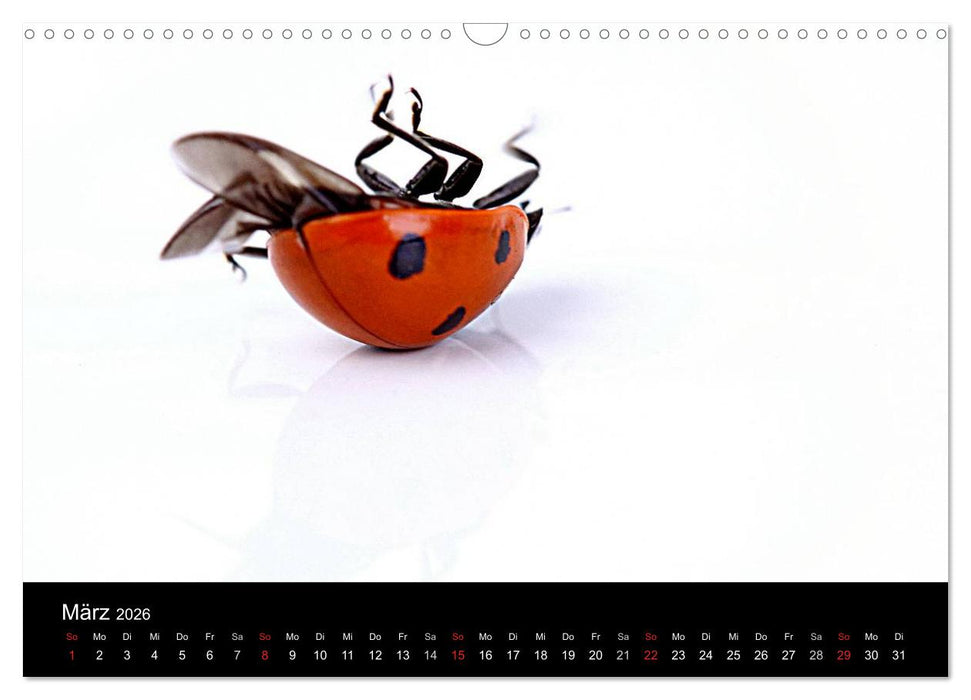 Viel Glück - Marienkäfer im Fotostudio (CALVENDO Wandkalender 2026)