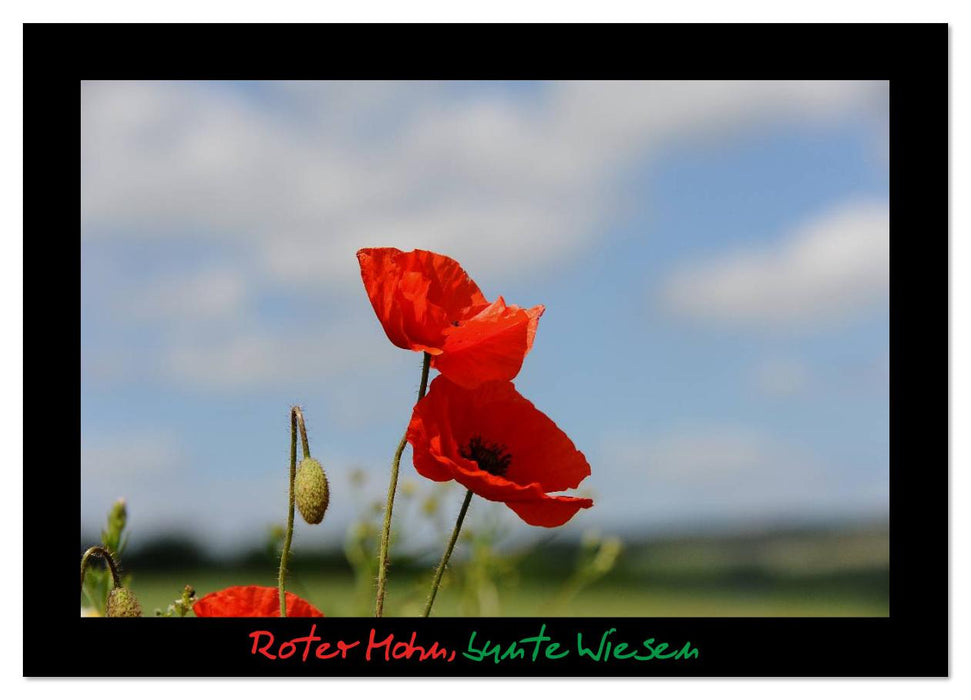 Roter Mohn, bunte Wiesen (CALVENDO Wandkalender 2026)