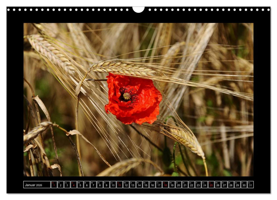Roter Mohn, bunte Wiesen (CALVENDO Wandkalender 2026)