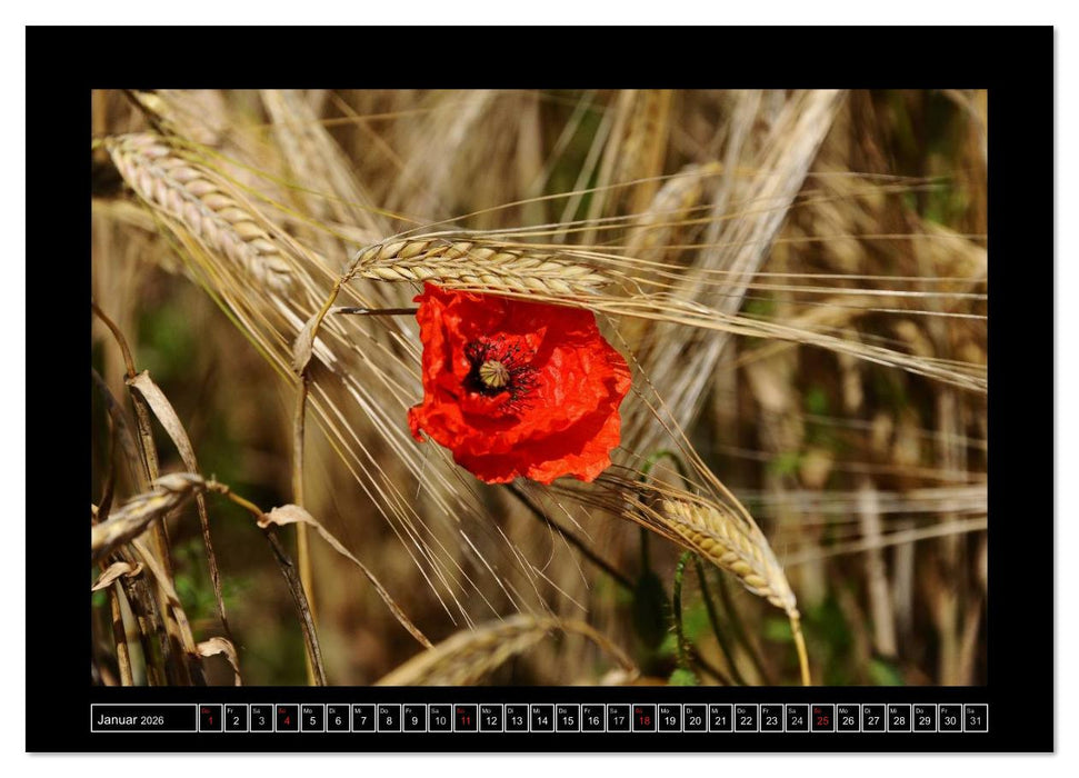 Roter Mohn, bunte Wiesen (CALVENDO Wandkalender 2026)