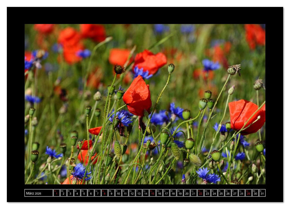 Roter Mohn, bunte Wiesen (CALVENDO Wandkalender 2026)