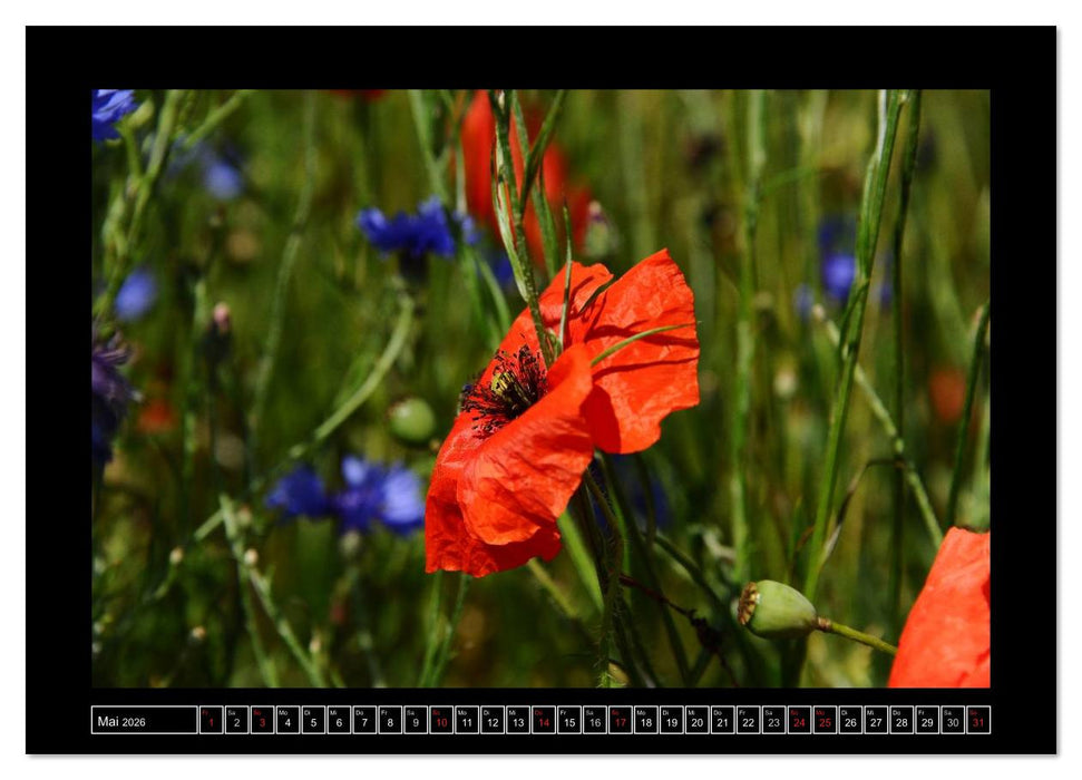 Roter Mohn, bunte Wiesen (CALVENDO Wandkalender 2026)