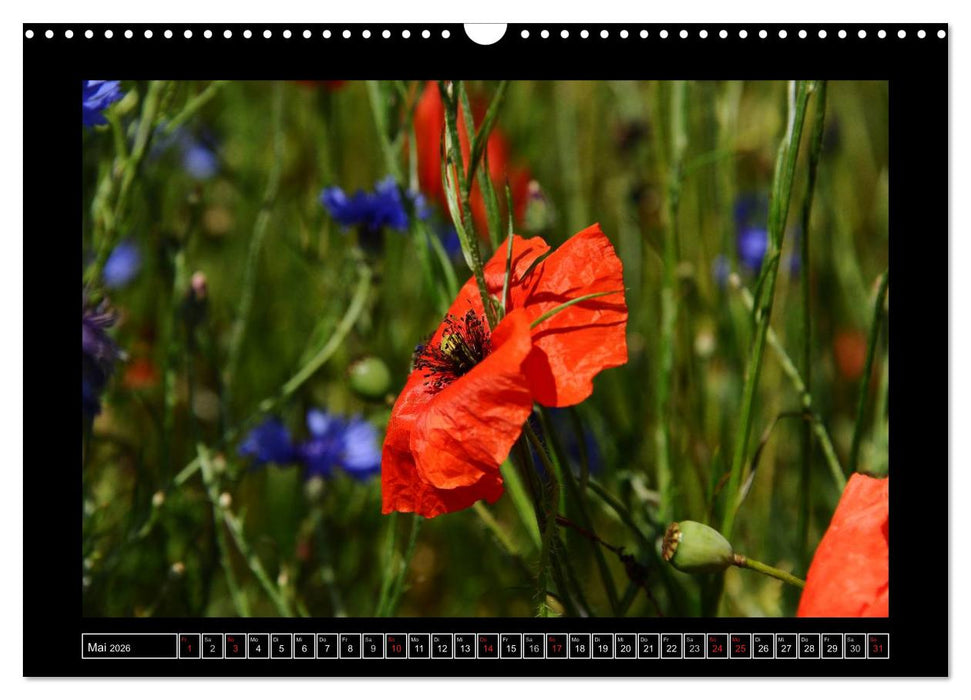 Roter Mohn, bunte Wiesen (CALVENDO Wandkalender 2026)