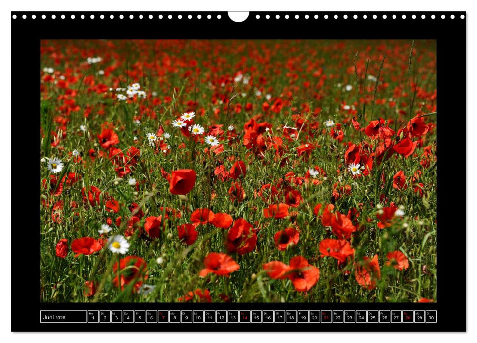 Roter Mohn, bunte Wiesen (CALVENDO Wandkalender 2026)