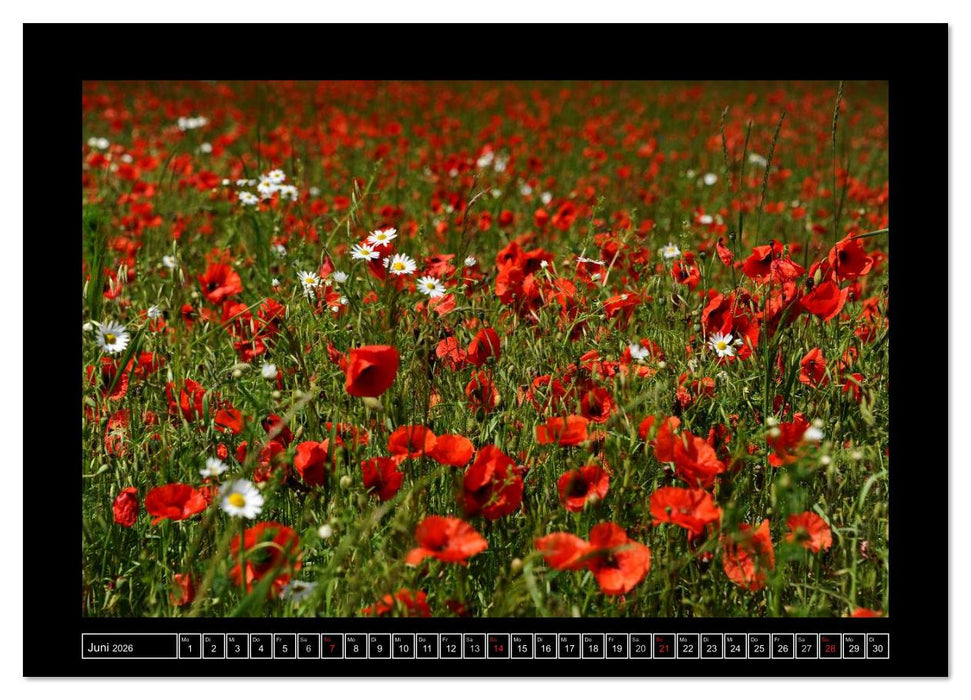 Roter Mohn, bunte Wiesen (CALVENDO Wandkalender 2026)
