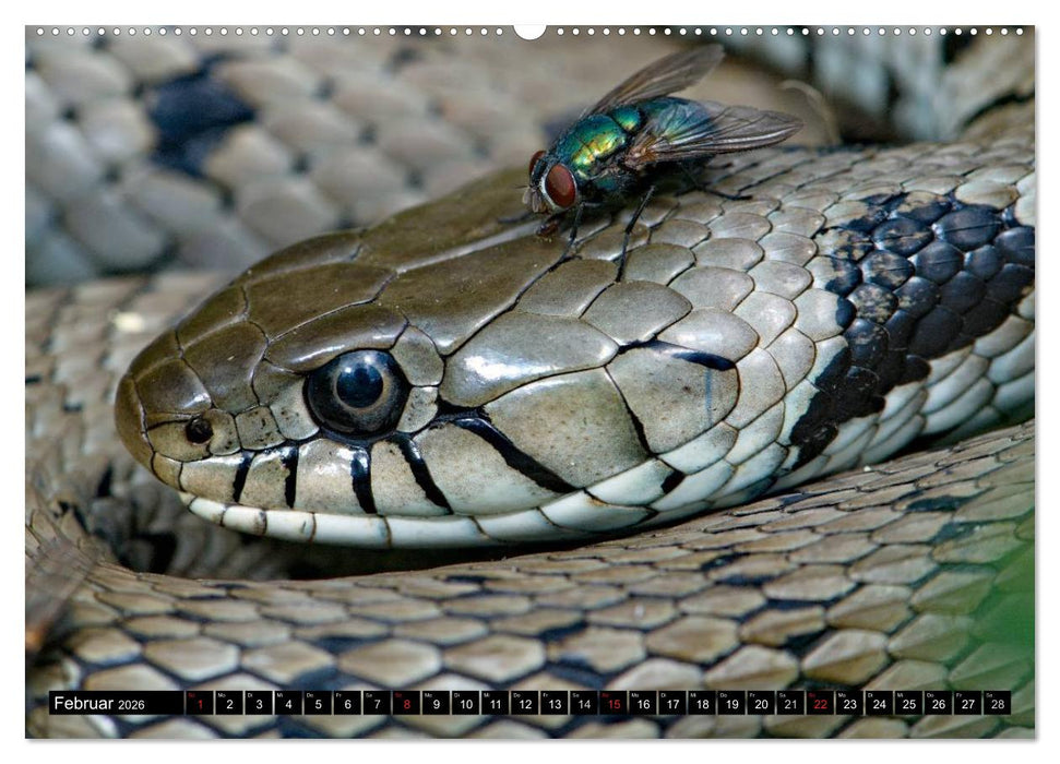 Einheimische Schlangen ganz nah (CALVENDO Premium Wandkalender 2026)