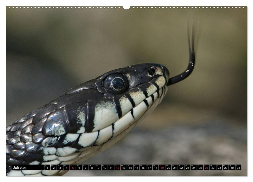 Einheimische Schlangen ganz nah (CALVENDO Premium Wandkalender 2026)