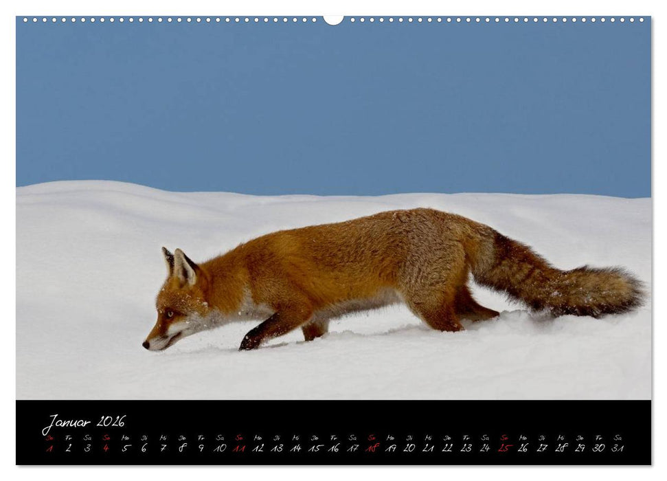 Rotfuchs - Impressionen (CALVENDO Wandkalender 2026)