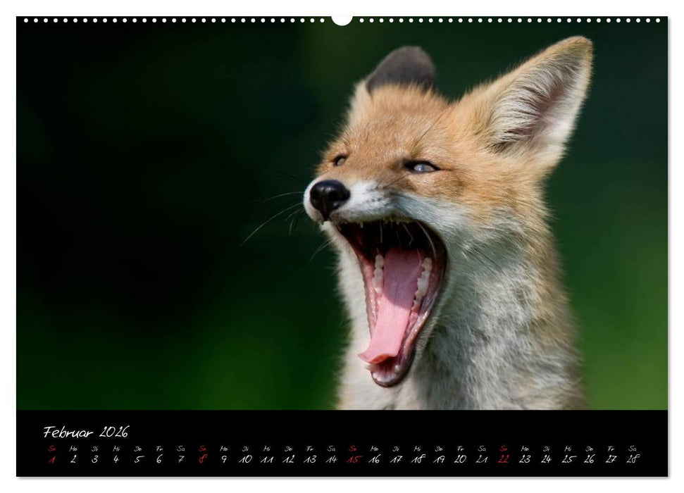 Rotfuchs - Impressionen (CALVENDO Wandkalender 2026)