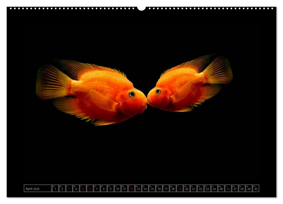 Kalendarische Unterwasserwelt (CALVENDO Wandkalender 2026)