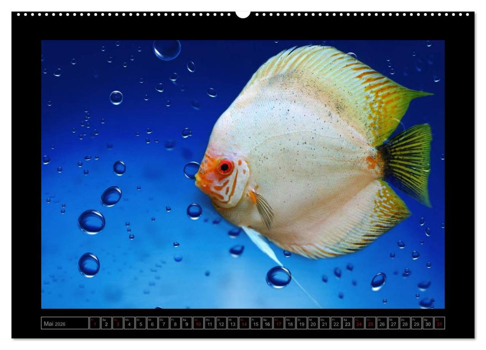 Kalendarische Unterwasserwelt (CALVENDO Wandkalender 2026)