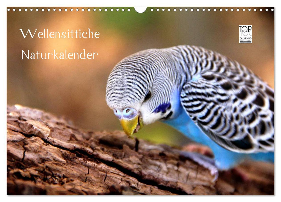 Wellensittiche - Naturkalender (CALVENDO Wandkalender 2026)