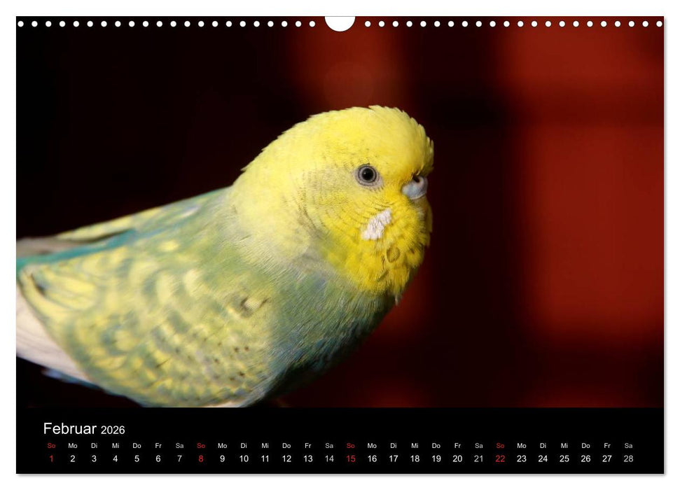 Wellensittiche - Naturkalender (CALVENDO Wandkalender 2026)