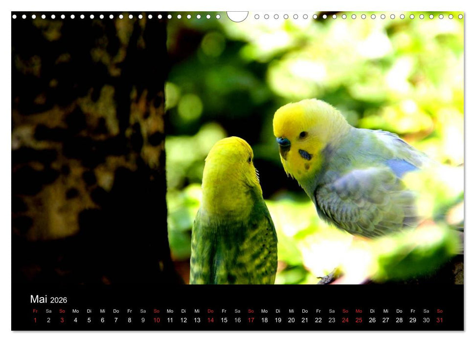 Wellensittiche - Naturkalender (CALVENDO Wandkalender 2026)