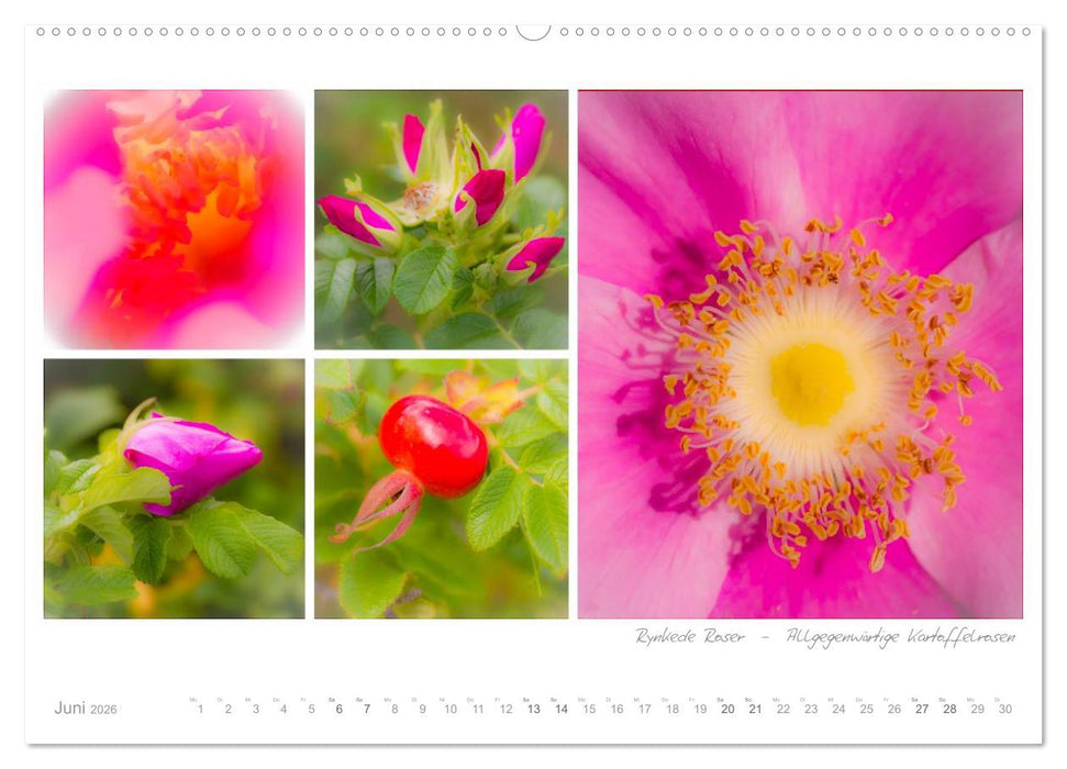 Sehnsucht Dänemark - Danmark (CALVENDO Premium Wandkalender 2026)