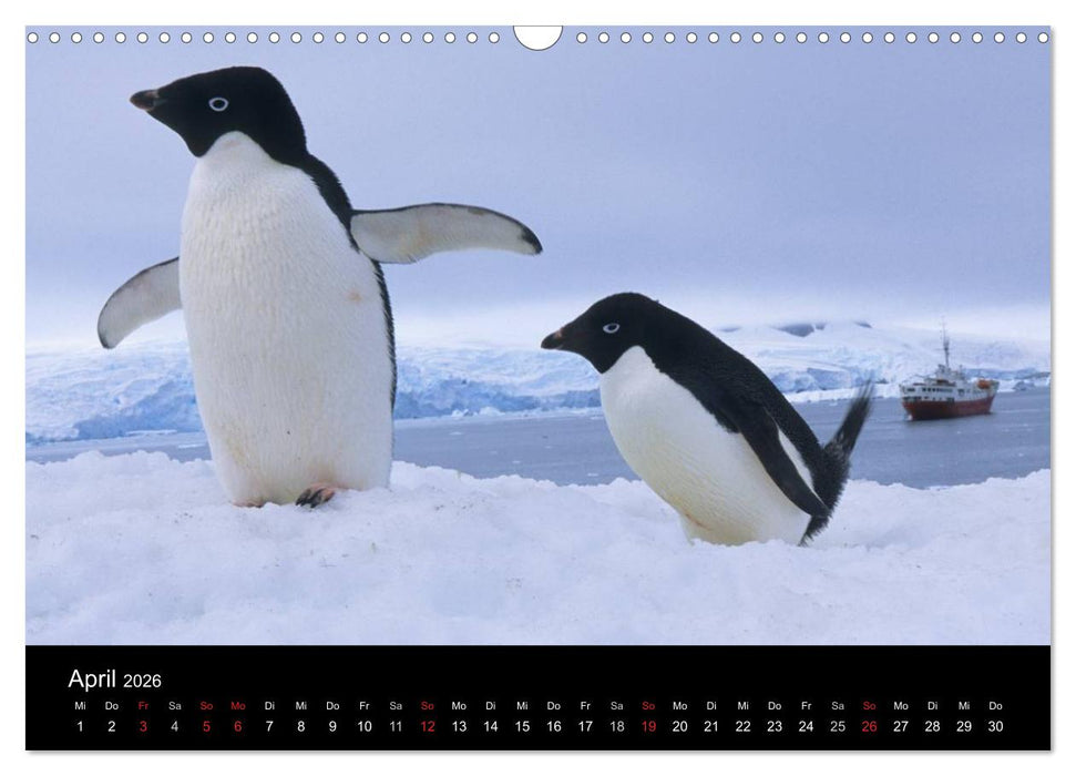 Arktis und Antarktis (CALVENDO Wandkalender 2026)