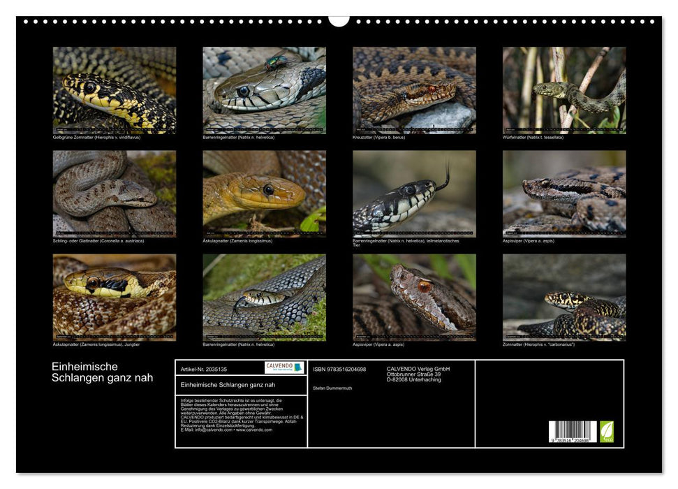 Einheimische Schlangen ganz nah (CALVENDO Wandkalender 2026)