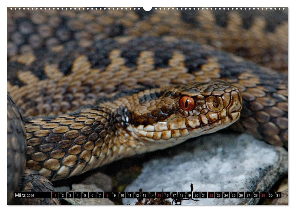 Einheimische Schlangen ganz nah (CALVENDO Wandkalender 2026)