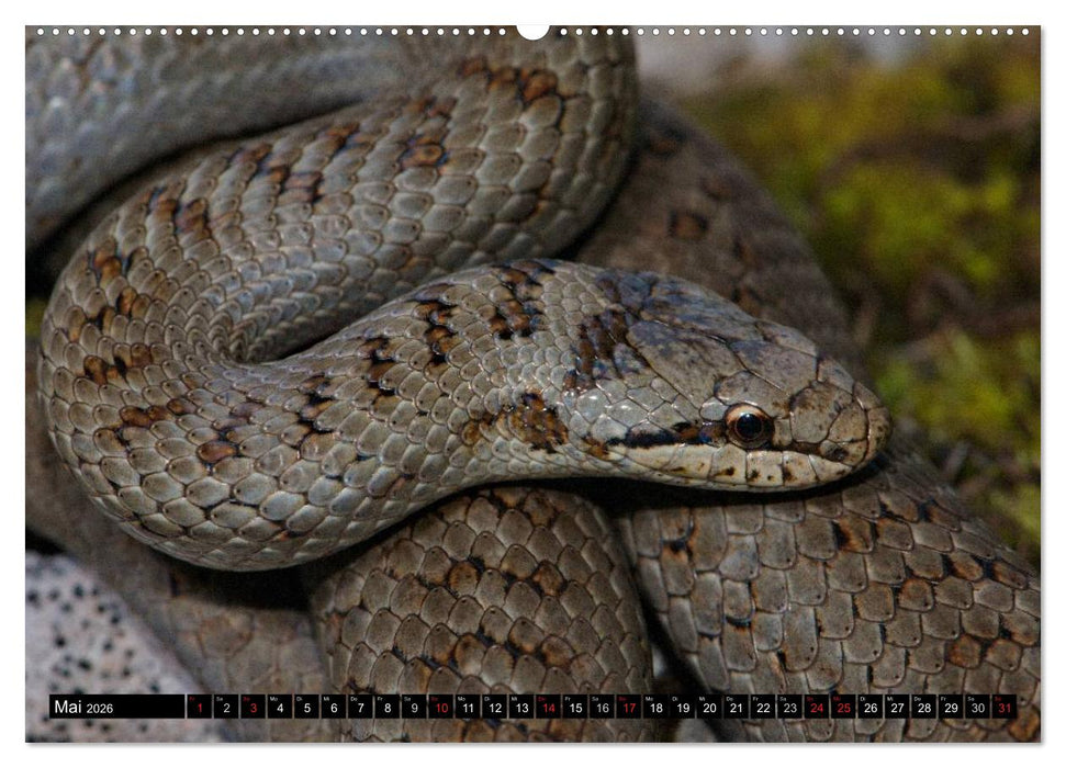 Einheimische Schlangen ganz nah (CALVENDO Wandkalender 2026)