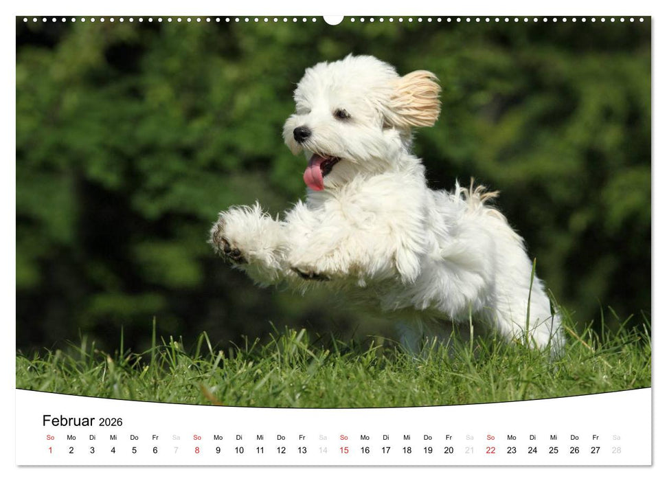 Welpen - Puppies (CALVENDO Wandkalender 2026)