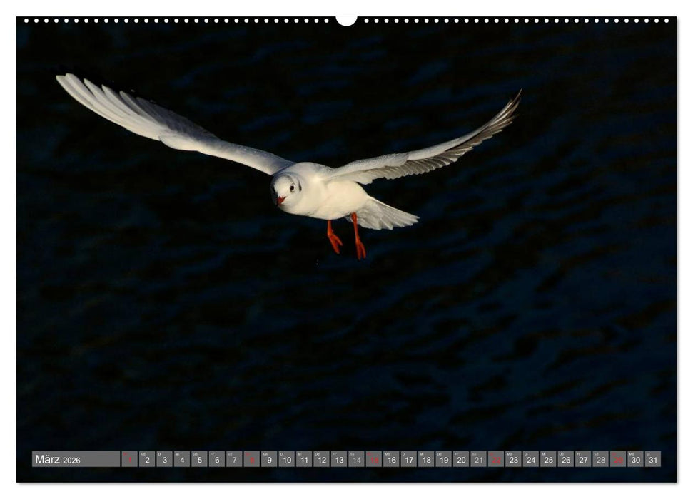 INNE BOTANIK - Vögel im Ruhrpott (CALVENDO Premium Wandkalender 2026)