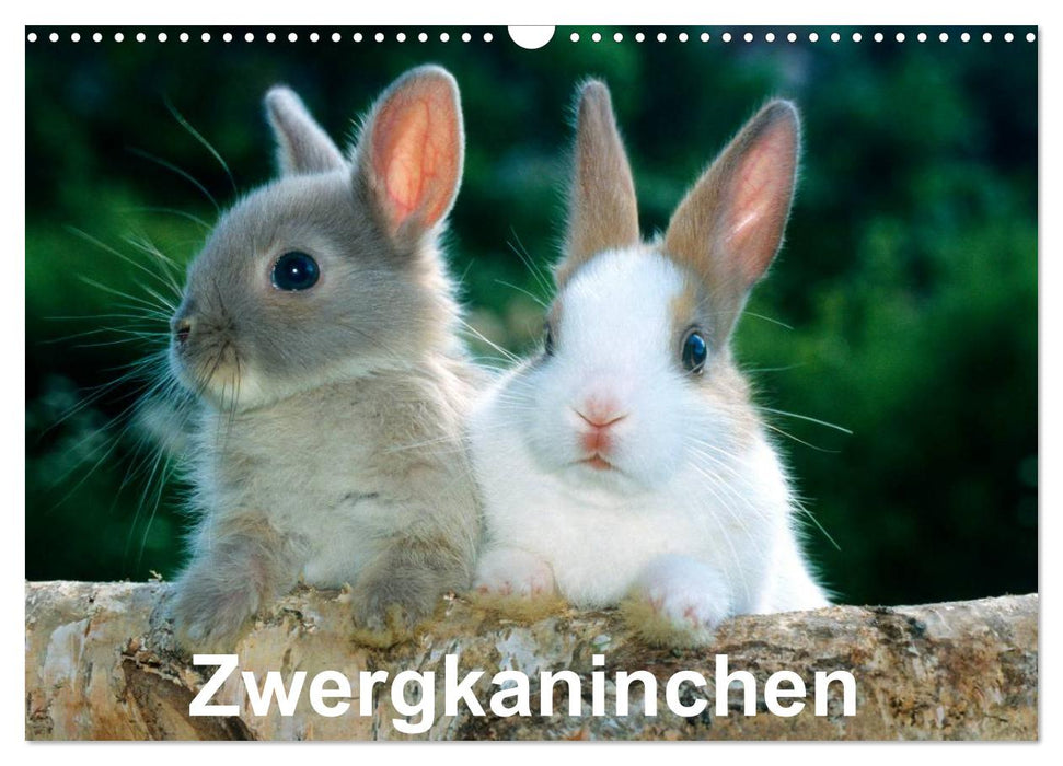 Zwergkaninchen (CALVENDO Wandkalender 2026)