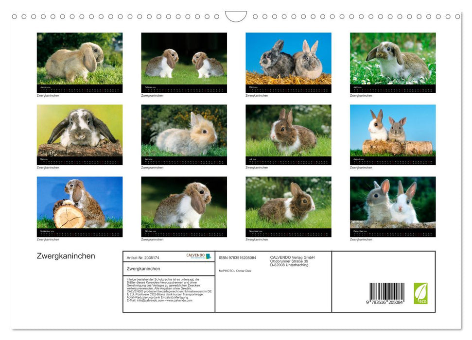 Zwergkaninchen (CALVENDO Wandkalender 2026)