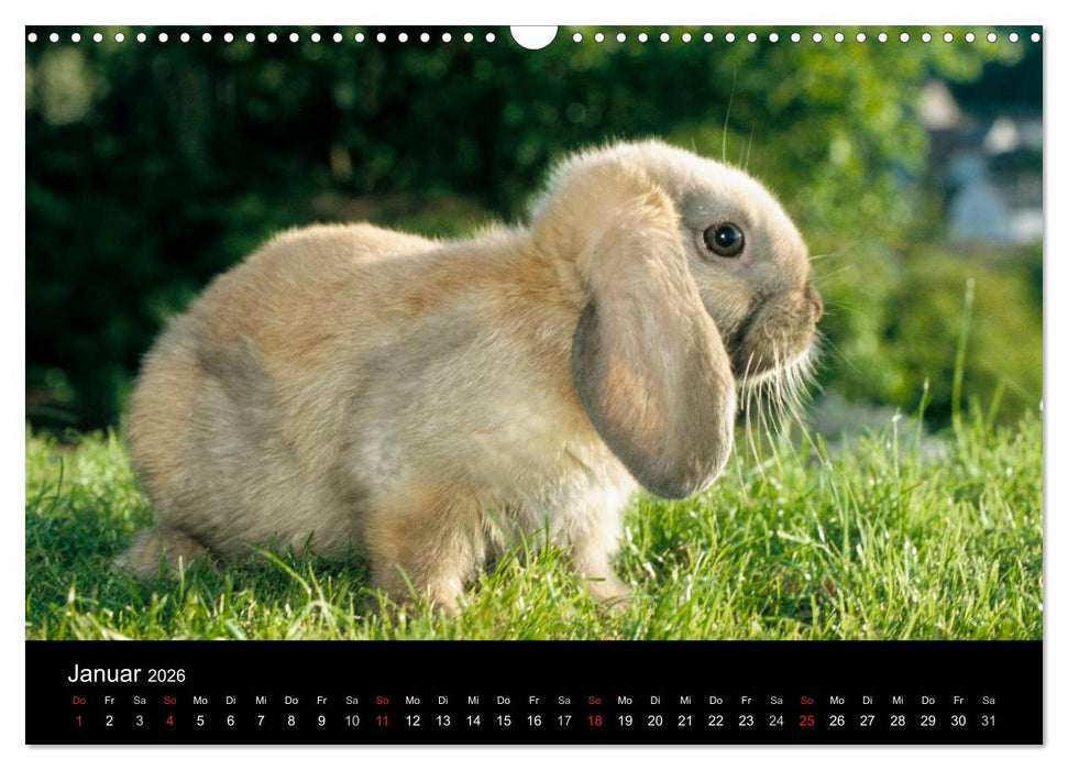 Zwergkaninchen (CALVENDO Wandkalender 2026)