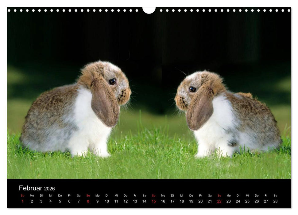 Zwergkaninchen (CALVENDO Wandkalender 2026)
