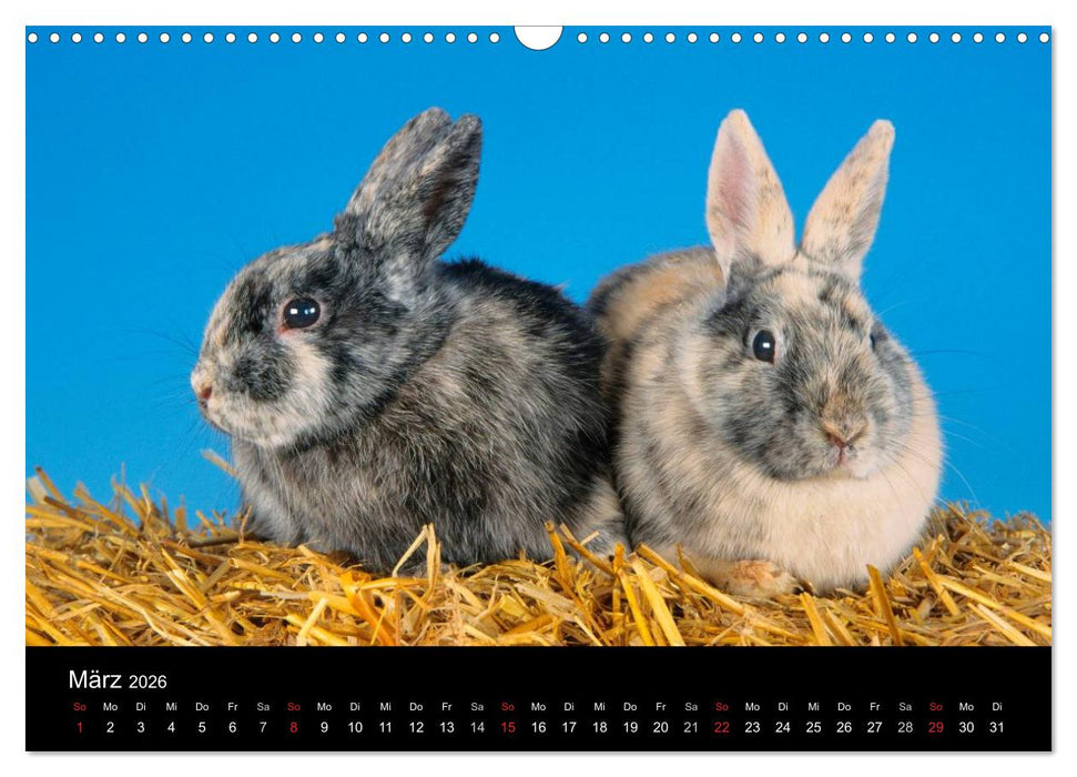 Zwergkaninchen (CALVENDO Wandkalender 2026)
