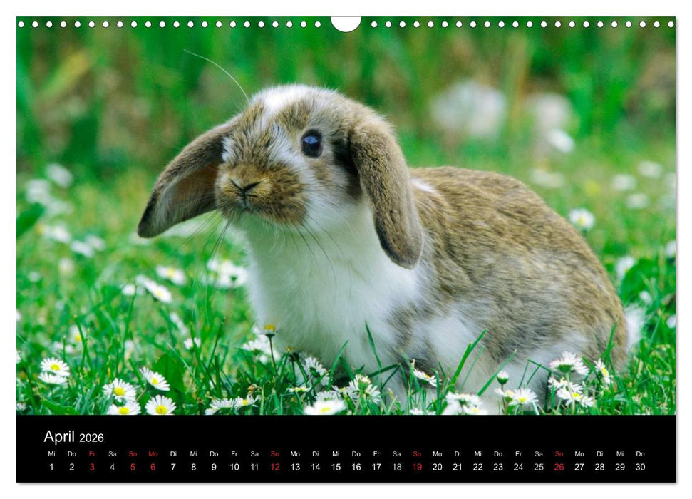 Zwergkaninchen (CALVENDO Wandkalender 2026)