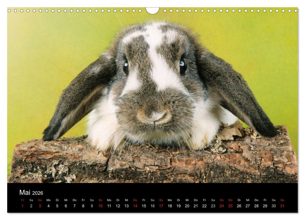 Zwergkaninchen (CALVENDO Wandkalender 2026)