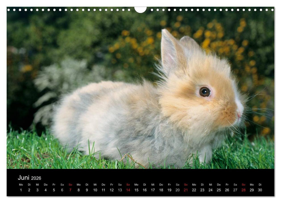Zwergkaninchen (CALVENDO Wandkalender 2026)
