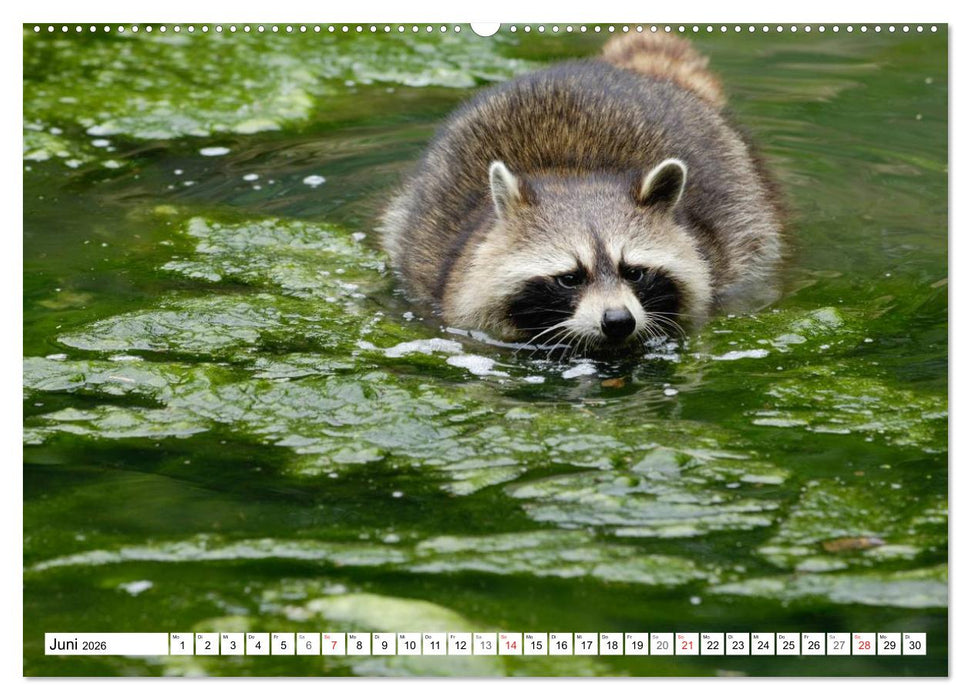 Emotionale Momente: Raubtiere in Deutschland (CALVENDO Premium Wandkalender 2026)