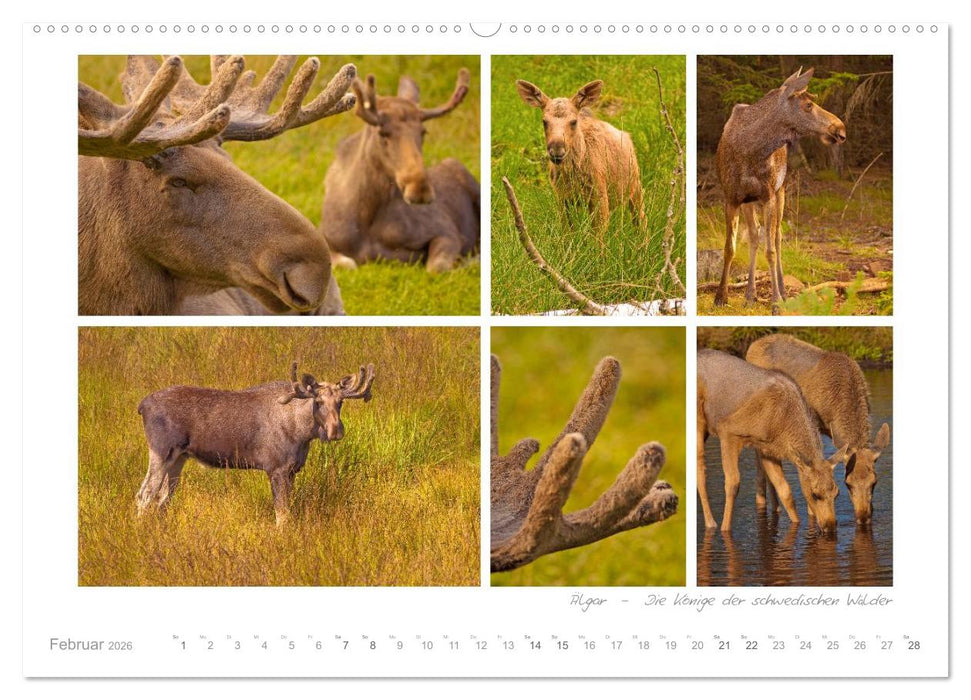 Sehnsucht Schweden - Sverige (CALVENDO Wandkalender 2026)