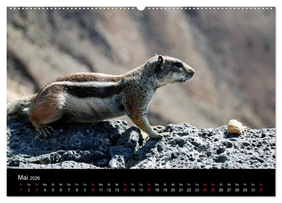 Fuerteventura (CALVENDO Wandkalender 2026)