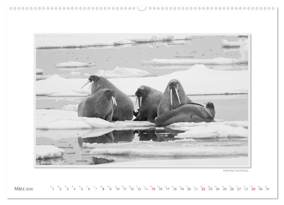 Spitzbergen Svalbard (CALVENDO Wandkalender 2026)