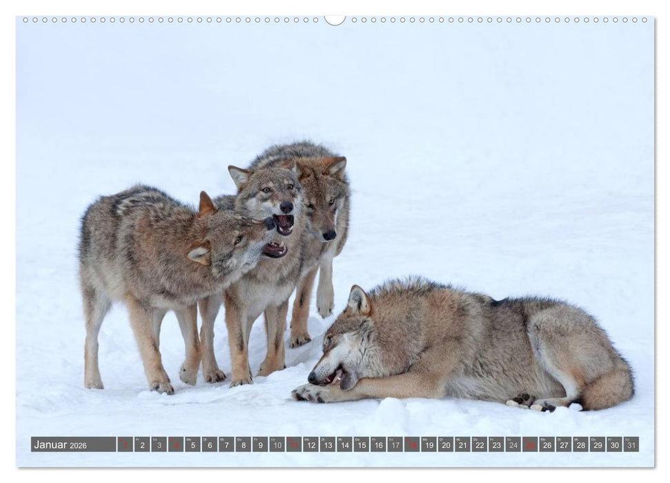 Meister Isegrim (CALVENDO Premium Wandkalender 2026)