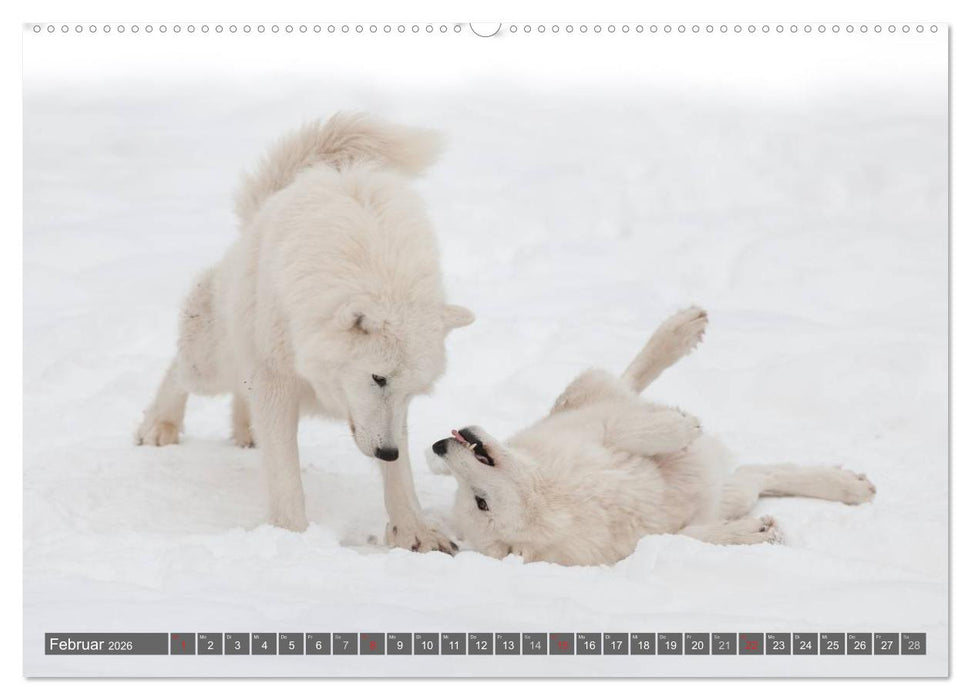 Meister Isegrim (CALVENDO Premium Wandkalender 2026)