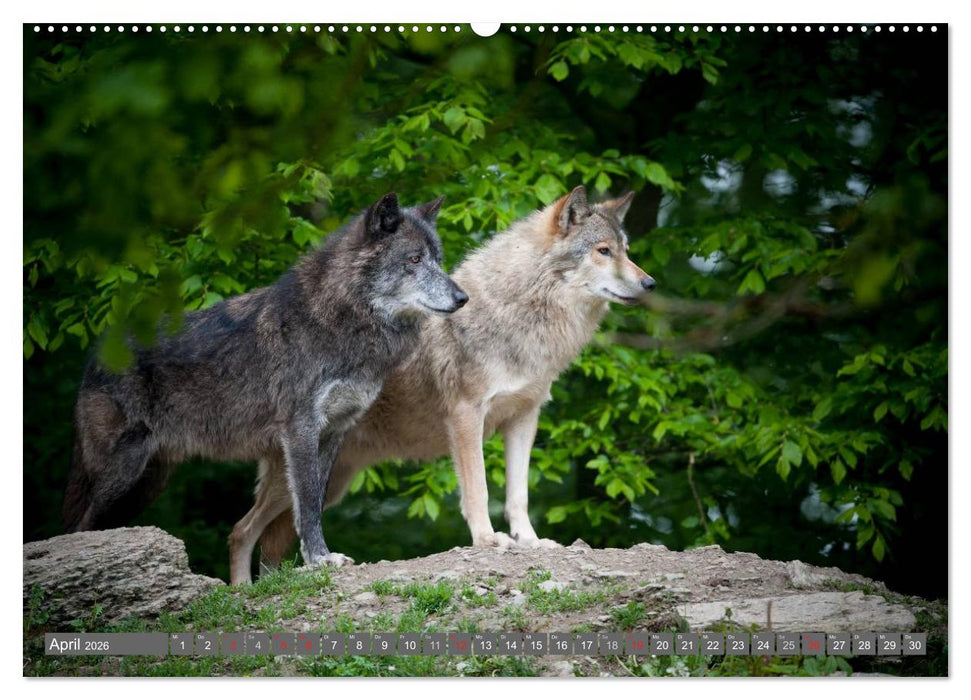 Meister Isegrim (CALVENDO Premium Wandkalender 2026)