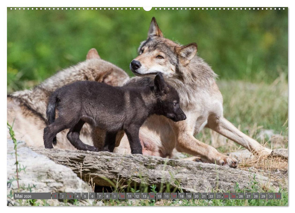 Meister Isegrim (CALVENDO Premium Wandkalender 2026)