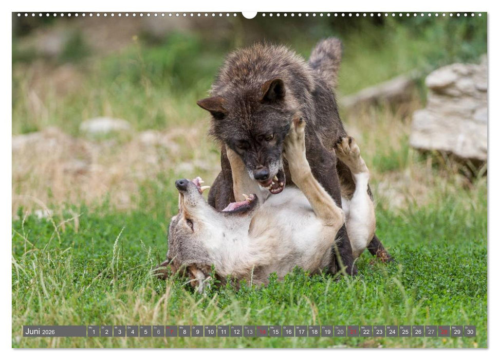 Meister Isegrim (CALVENDO Premium Wandkalender 2026)