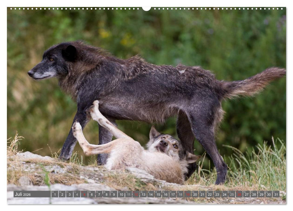 Meister Isegrim (CALVENDO Premium Wandkalender 2026)
