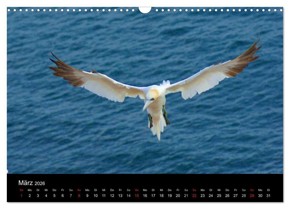 An der Nordsee (CALVENDO Wandkalender 2026)