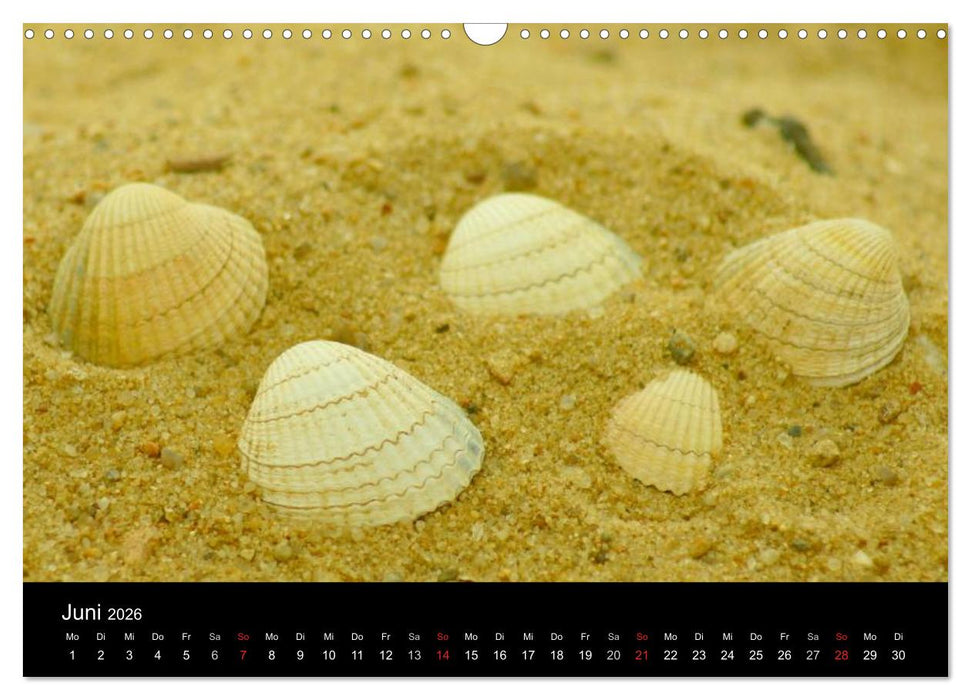 An der Nordsee (CALVENDO Wandkalender 2026)