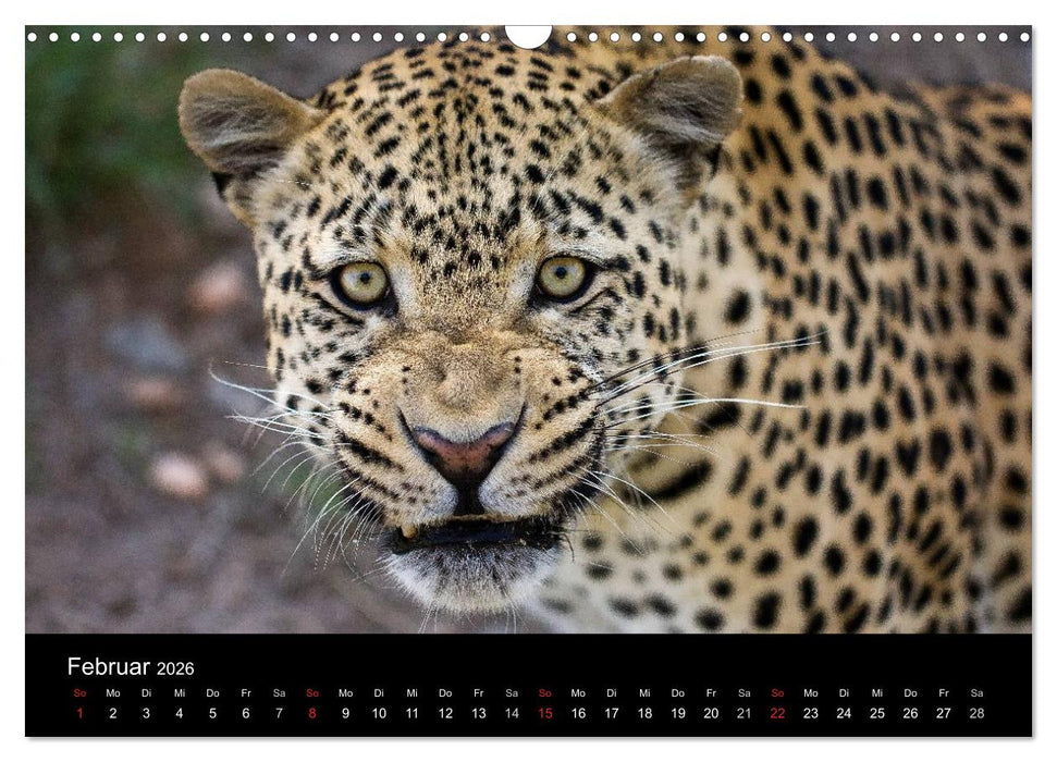 Afrikas Raubkatzen (CALVENDO Wandkalender 2026)