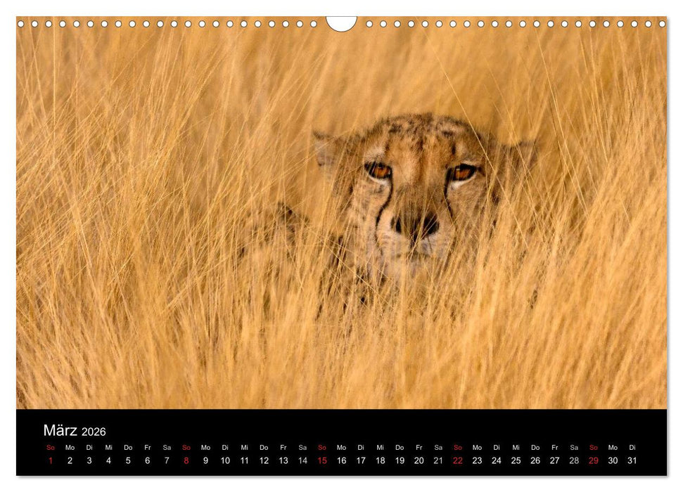 Afrikas Raubkatzen (CALVENDO Wandkalender 2026)