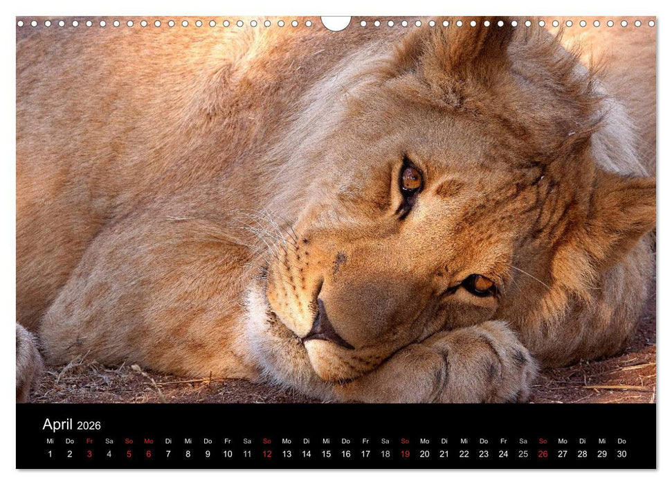 Afrikas Raubkatzen (CALVENDO Wandkalender 2026)