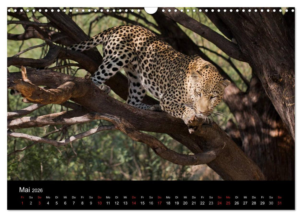 Afrikas Raubkatzen (CALVENDO Wandkalender 2026)