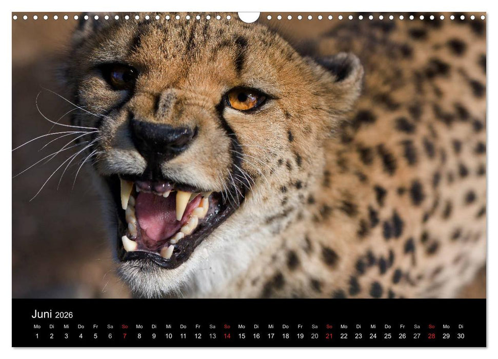 Afrikas Raubkatzen (CALVENDO Wandkalender 2026)